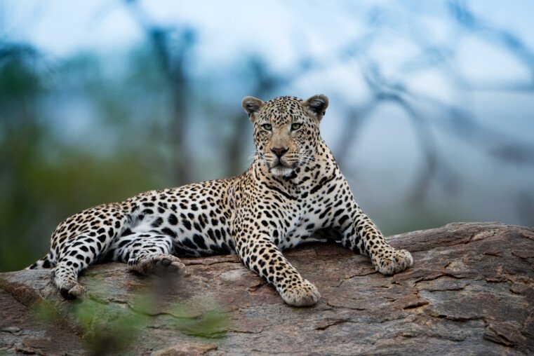 Snow Leopard