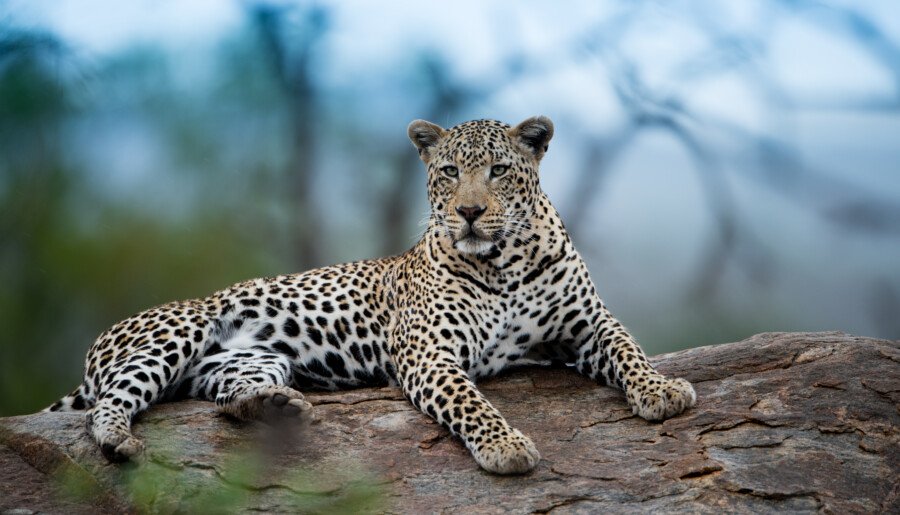 Which is the best Snow Leopard Expedition