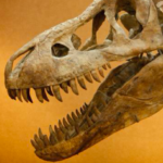 Group logo of Fossil Collectors